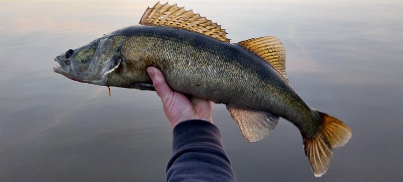 Snoekbaars van 70 cm