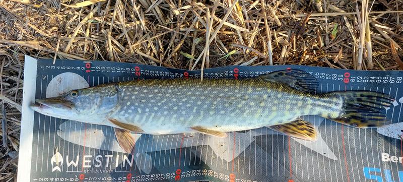 Snoek van 68 cm