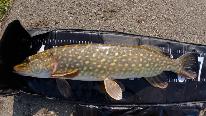 Snoek van 69 cm