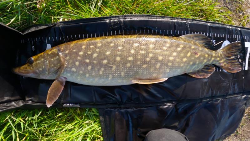 Snoek van 67 cm