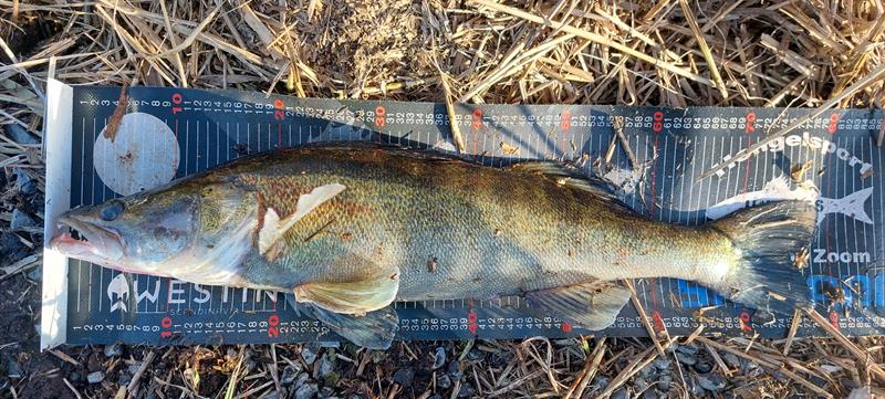 Snoekbaars van 79 cm