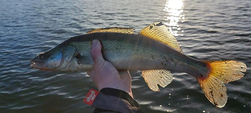 Snoekbaars van 55 cm