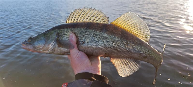 Snoekbaars van 60 cm