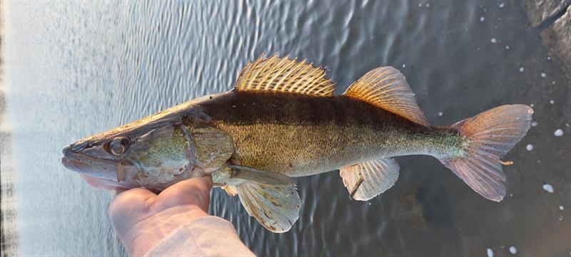 Snoekbaars van 72 cm