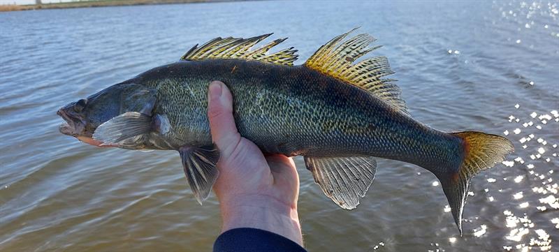 Snoekbaars van 53 cm
