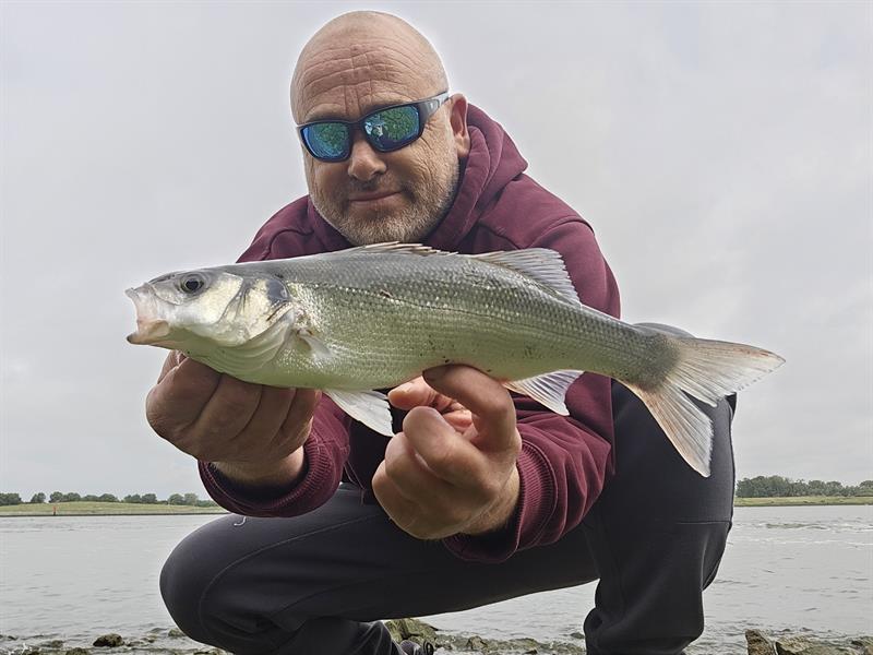 Zeebaars van 36-40 cm