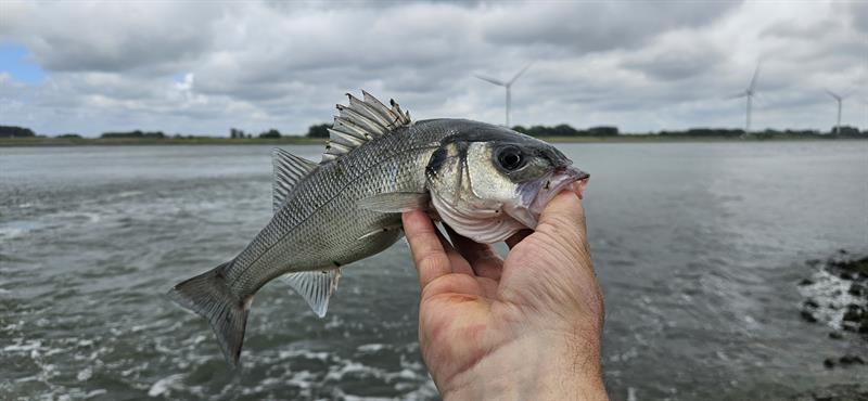 Zeebaars van 31-35 cm