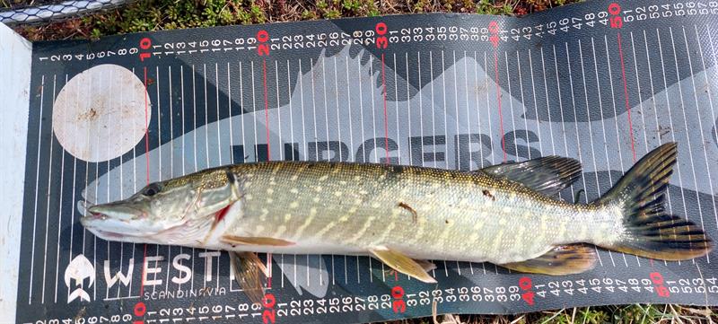 Snoek van 49 cm