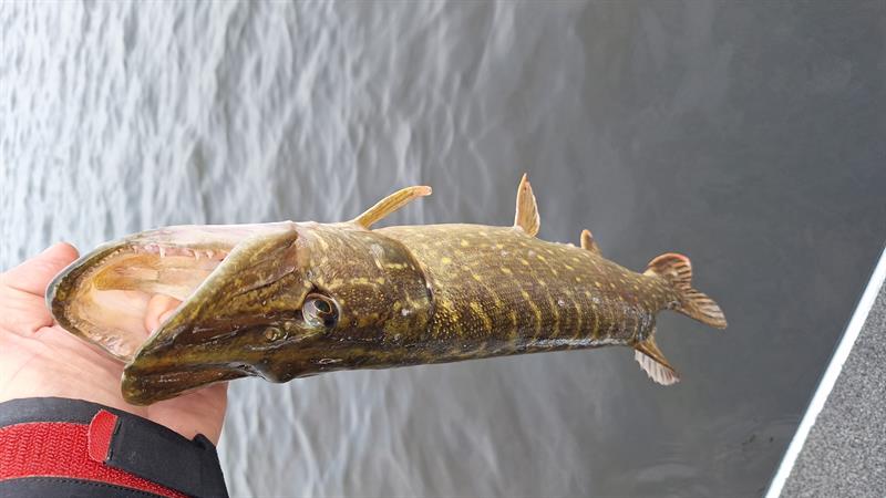Snoek van 63 cm