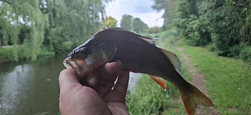 Baars van 29 cm