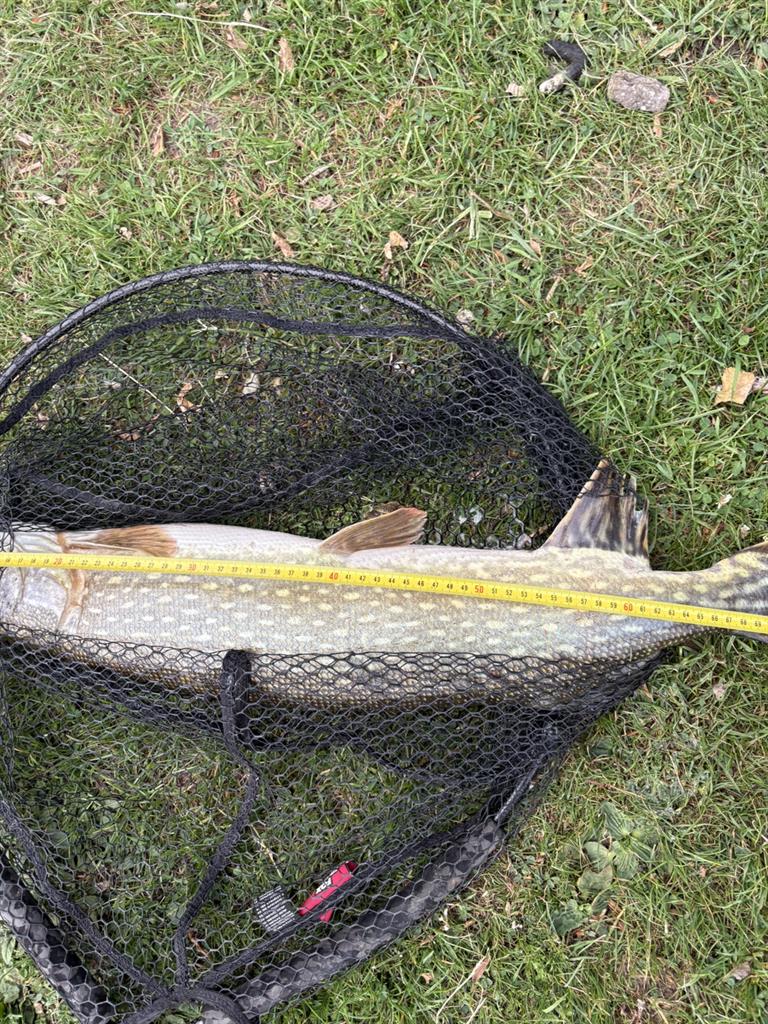 Snoek van 81 cm