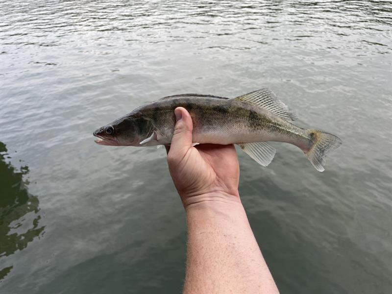 Snoekbaars van 41 cm
