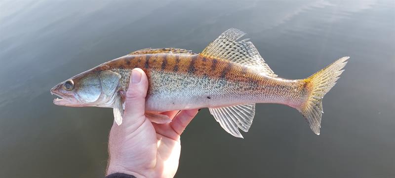Snoekbaars van 40 cm