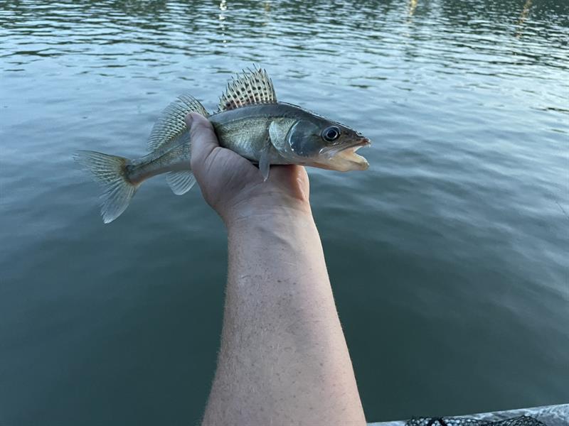 Snoekbaars van 36 cm