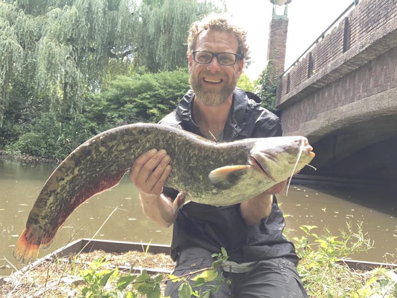 Meerval van 84 cm