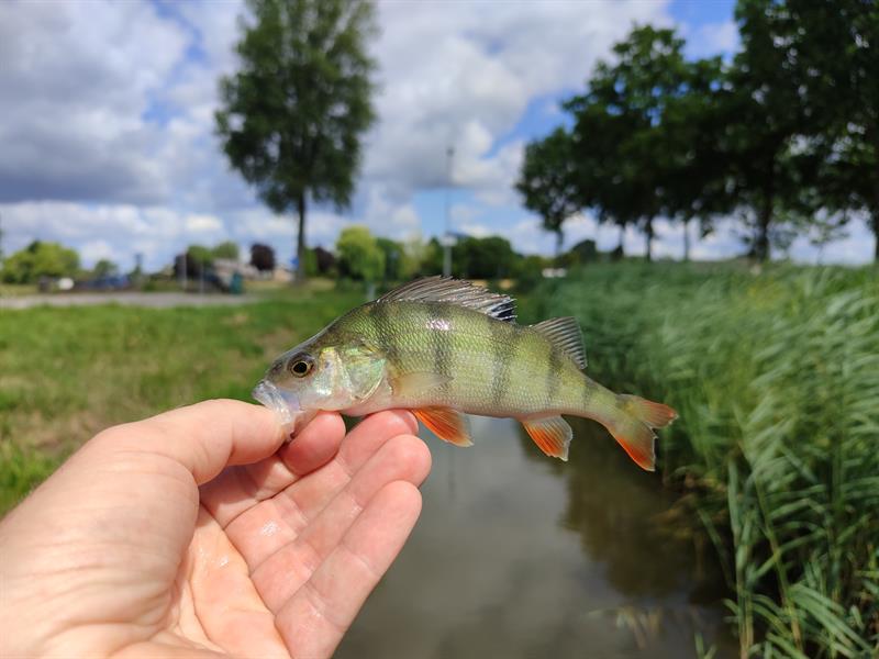 Baars van 16-20 cm