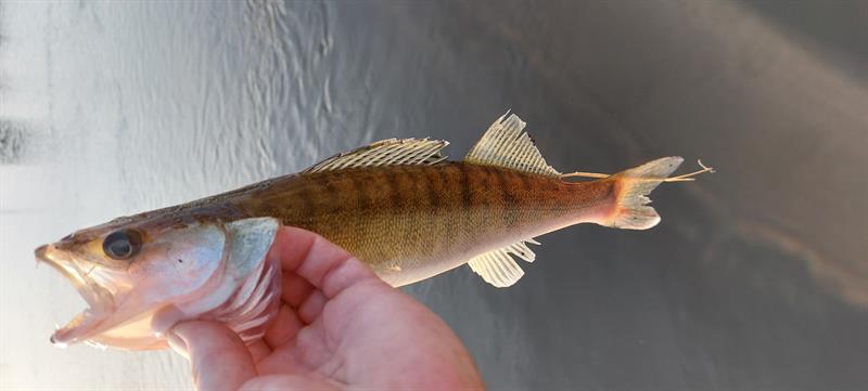 Snoekbaars van 41 cm
