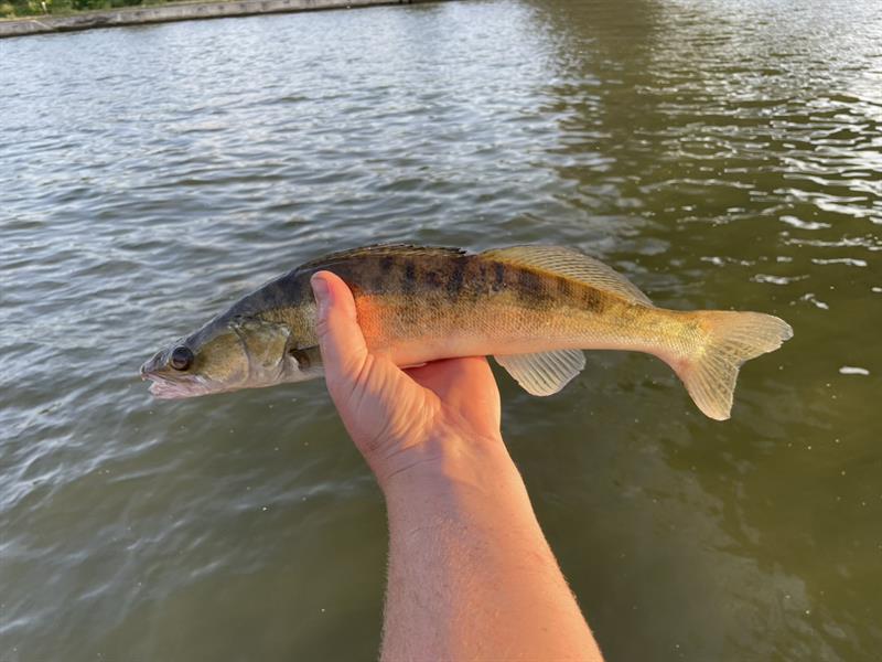 Snoekbaars van 46 cm
