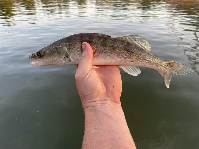 Snoekbaars van 39 cm