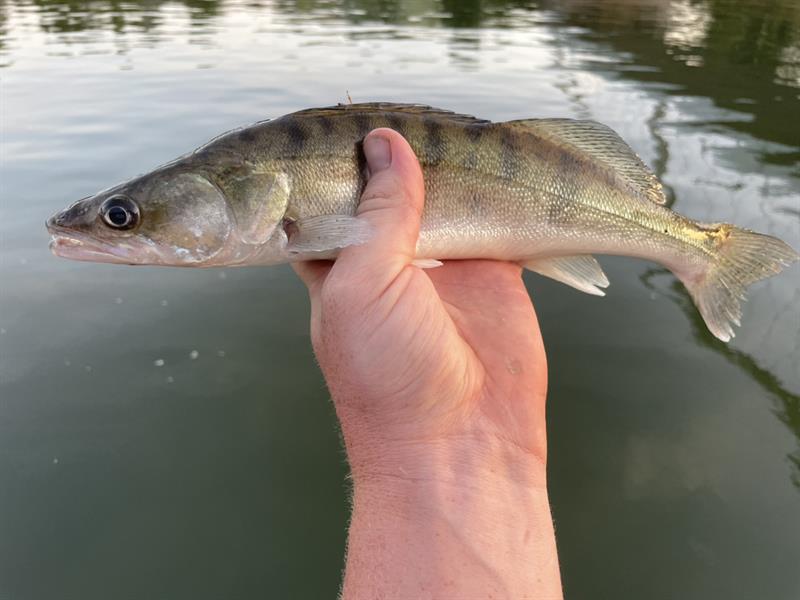 Snoekbaars van 40 cm