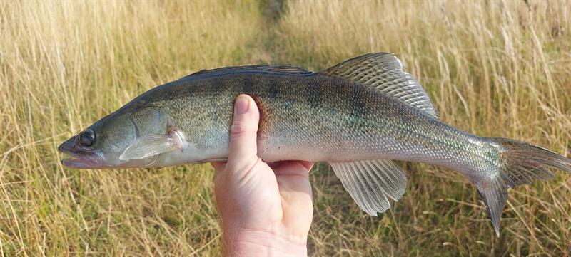 Snoekbaars van 51 cm