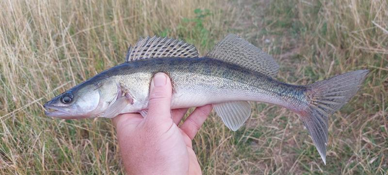Snoekbaars van 37 cm