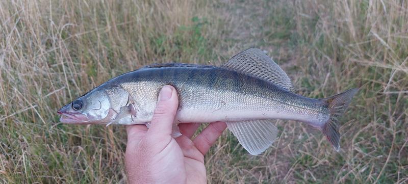 Snoekbaars van 38 cm