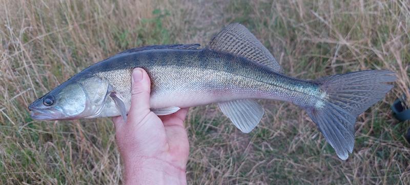 Snoekbaars van 47 cm
