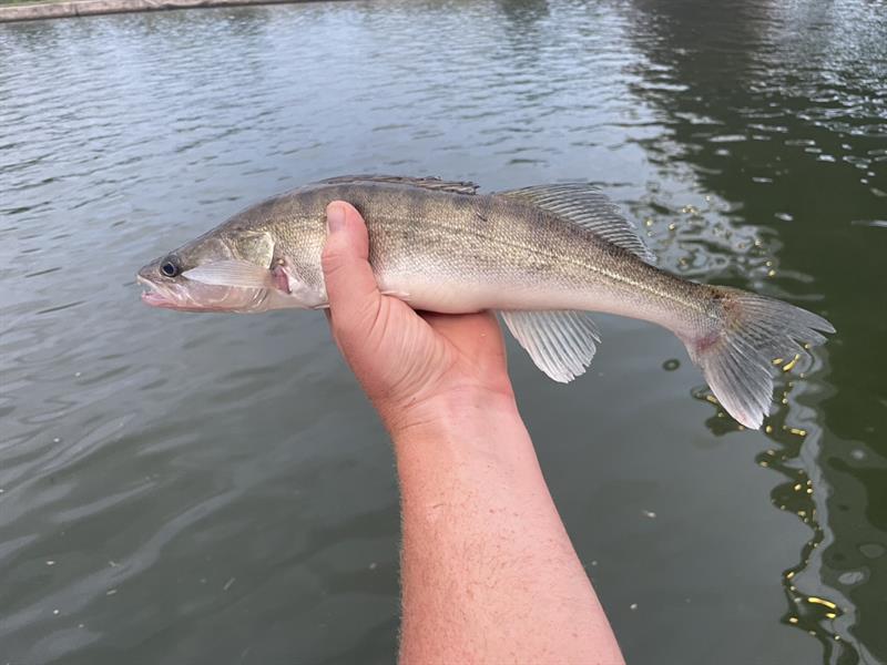 Snoekbaars van 46 cm