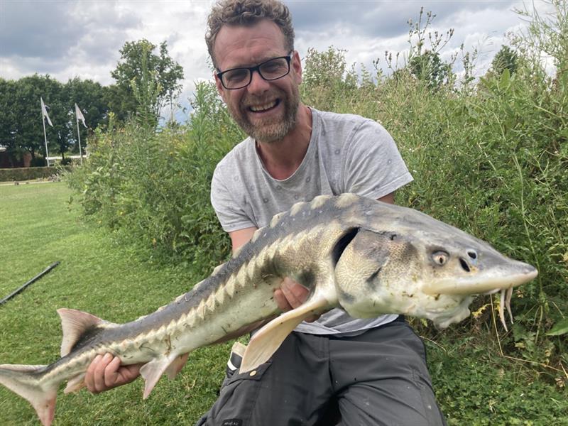 Steur van 104 cm