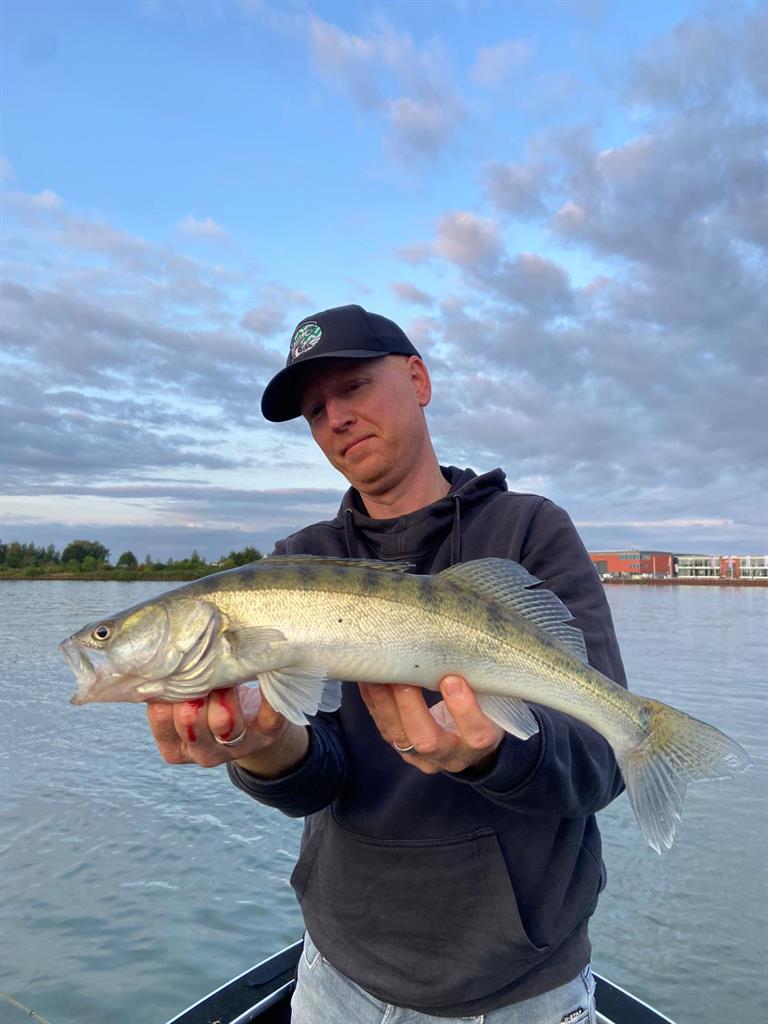 Snoekbaars van 46-50 cm