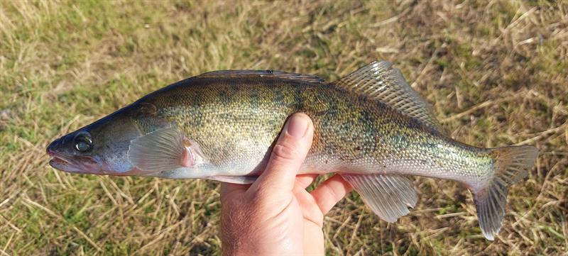 Snoekbaars van 43 cm