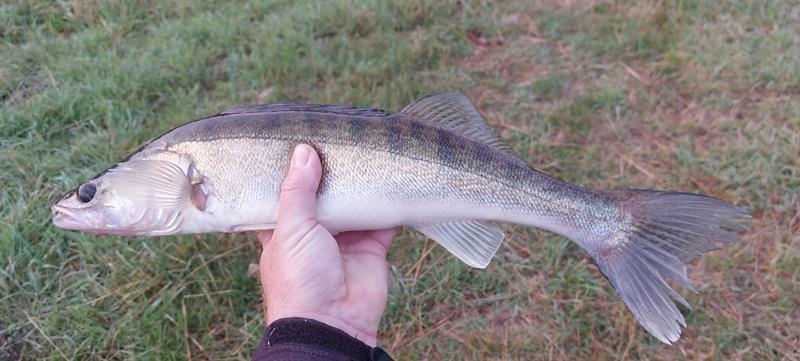 Snoekbaars van 52 cm