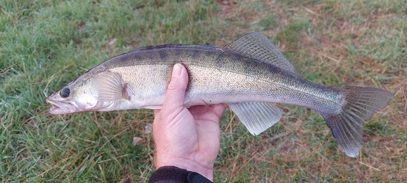 Snoekbaars van 50 cm