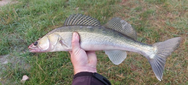Snoekbaars van 54 cm