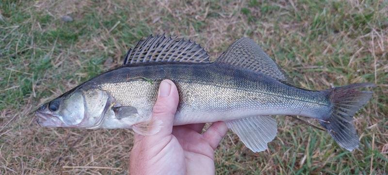 Snoekbaars van 41 cm