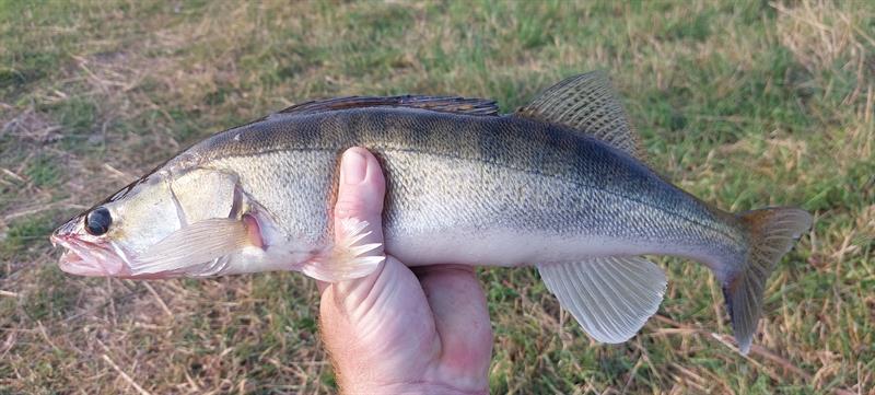 Snoekbaars van 51 cm