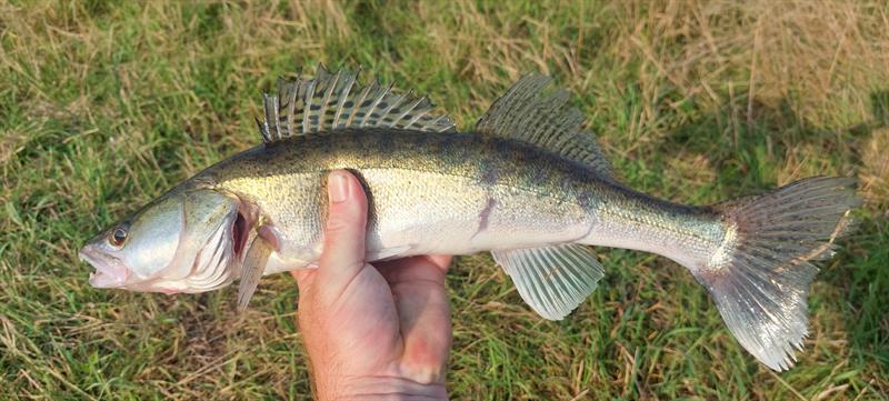 Snoekbaars van 48 cm