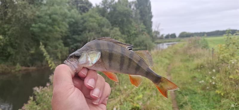 Baars van 23 cm