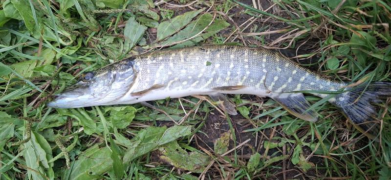 Snoek van 33 cm