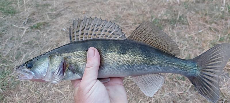 Snoekbaars van 41 cm