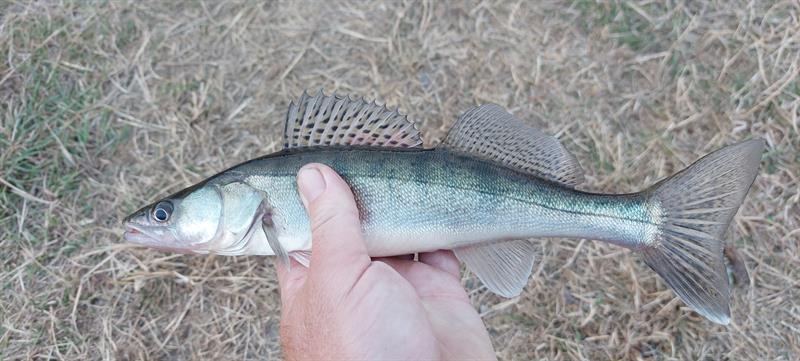 Snoekbaars van 32 cm