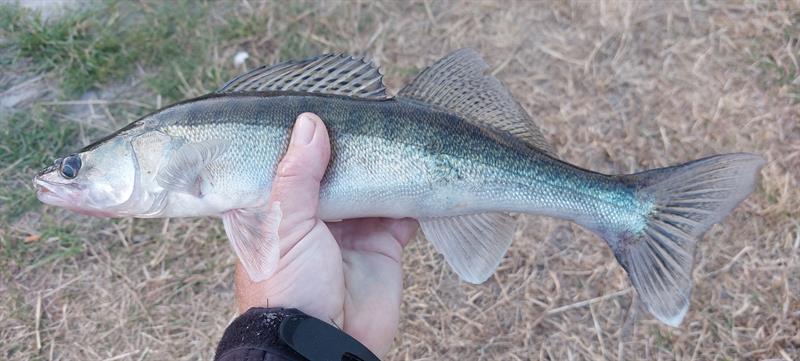 Snoekbaars van 42 cm