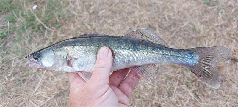 Snoekbaars van 30 cm