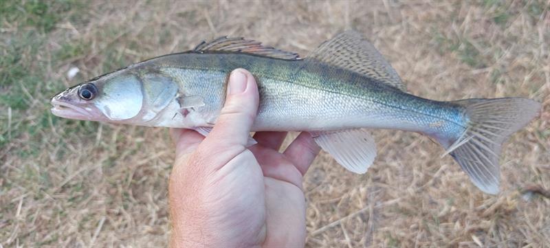 Snoekbaars van 34 cm