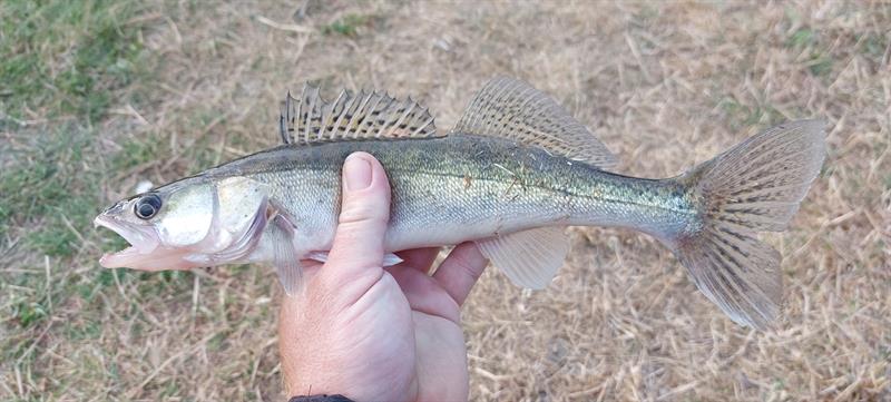 Snoekbaars van 35 cm