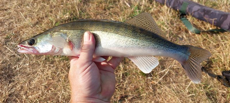 Snoekbaars van 41 cm