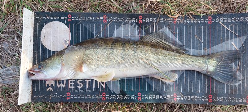 Snoekbaars van 59 cm