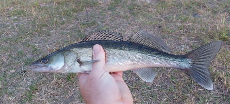 Snoekbaars van 38 cm
