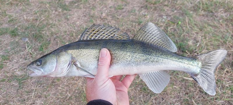 Snoekbaars van 46 cm